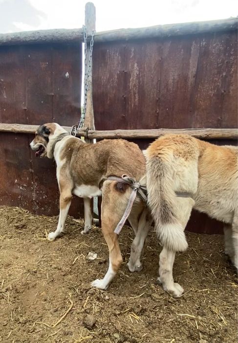 тобет кушик 1 аилык