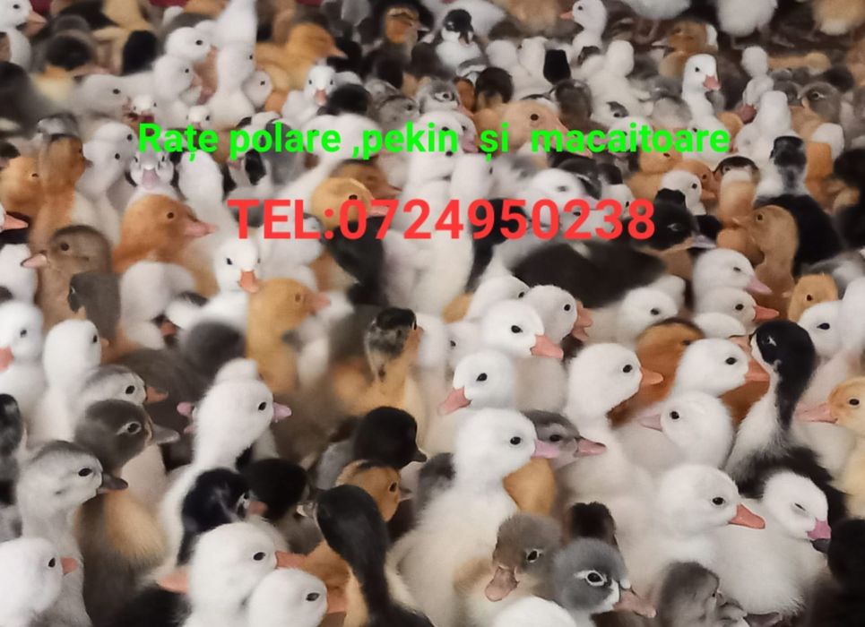 Boboci de Rață Pekin și Rață Polare