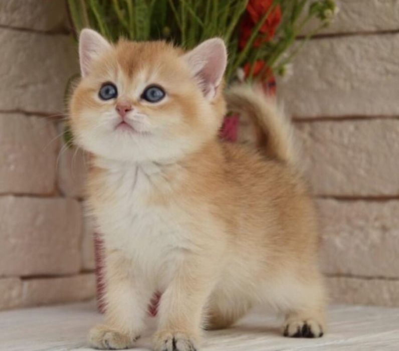 Шотландские котята