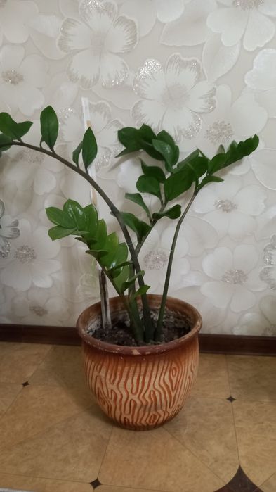 Долларовое дерево продам