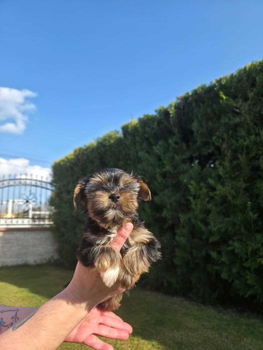 Йоркширски тириер/съкровища