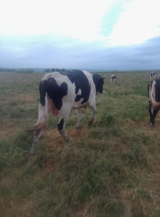 Vând   taur Alb cu Negru