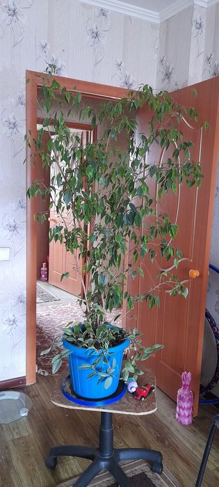 Цветы доя дома или офиса