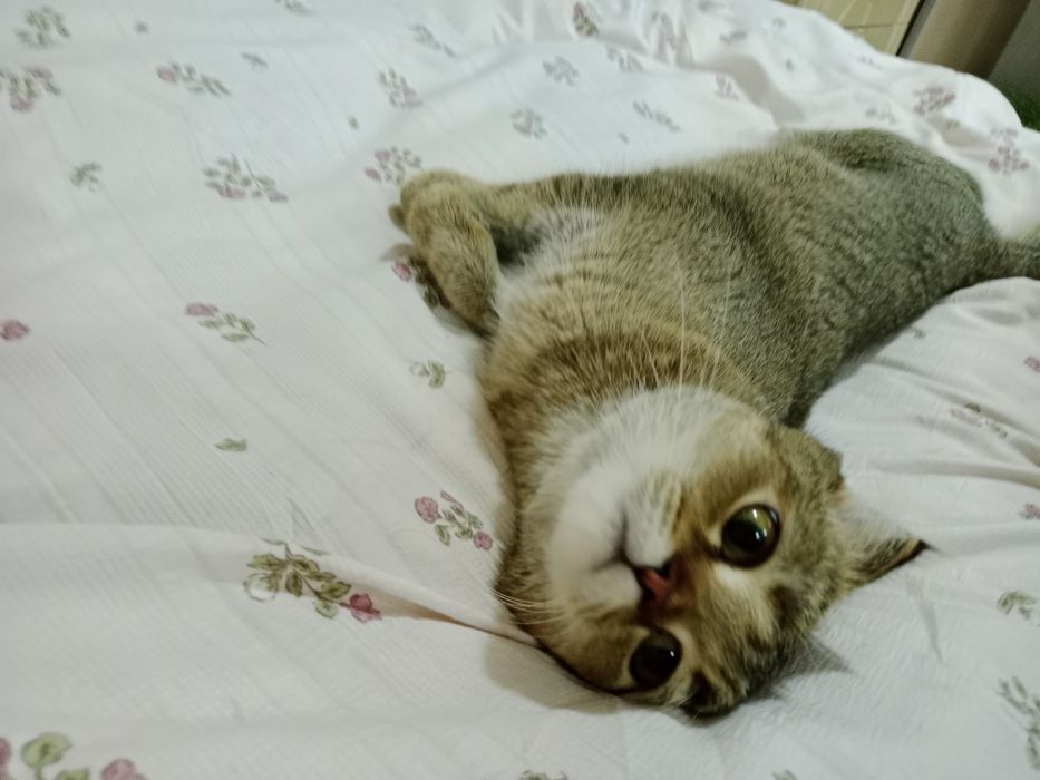Срочно Девочка Скоттиш фолд золотая Шиншила