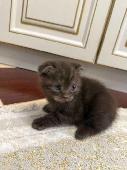 Котёнок шотландец