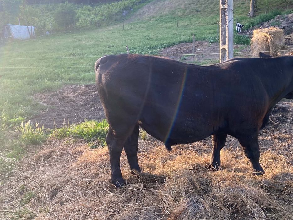 taur Angus 9 luni