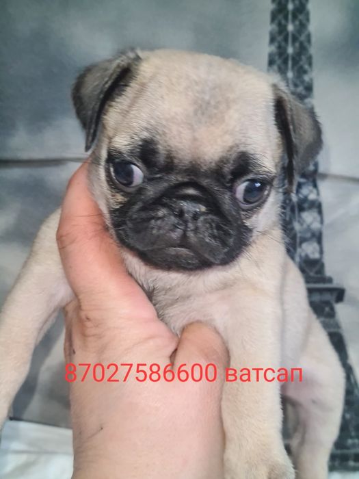 Продам щенка мопса.