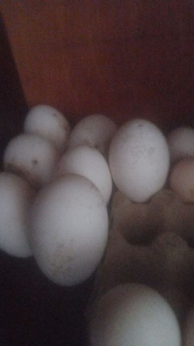 Гоз тухумлари бор