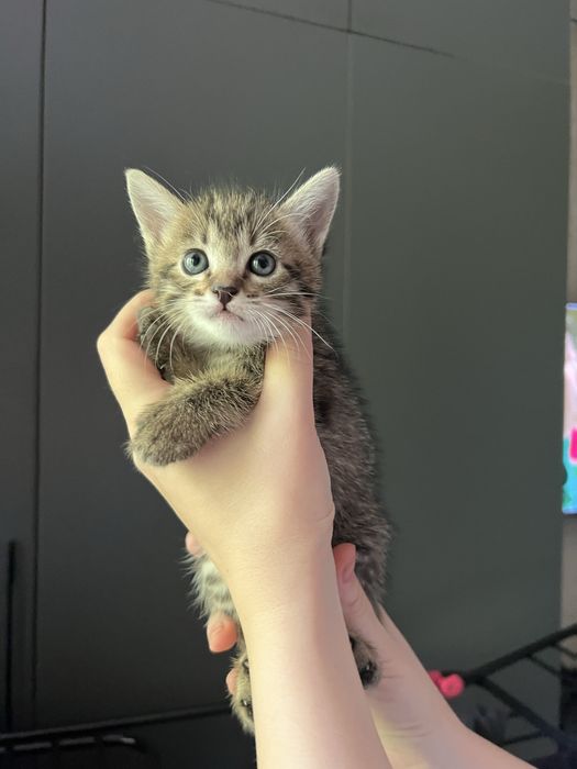 Отдаю красивейших котят