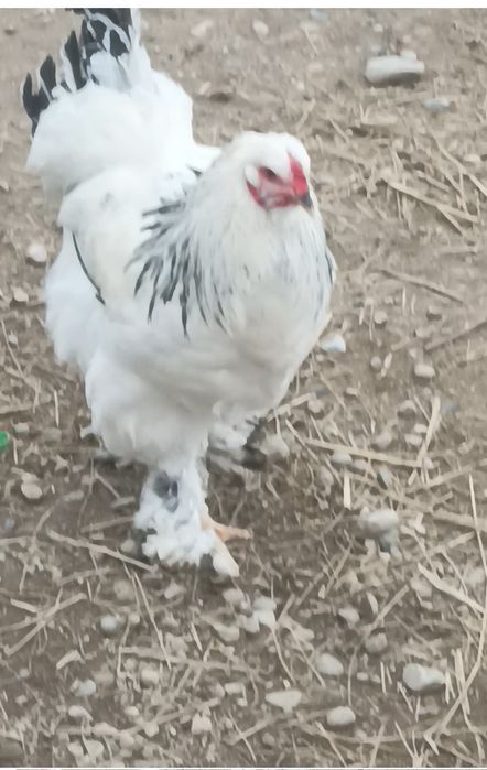 Брама қораз сатылады 7 айлық.