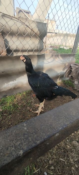 Товуклар 3 та хаммаси тухмда сотлади зоти тоза срочно котта товук 4.3