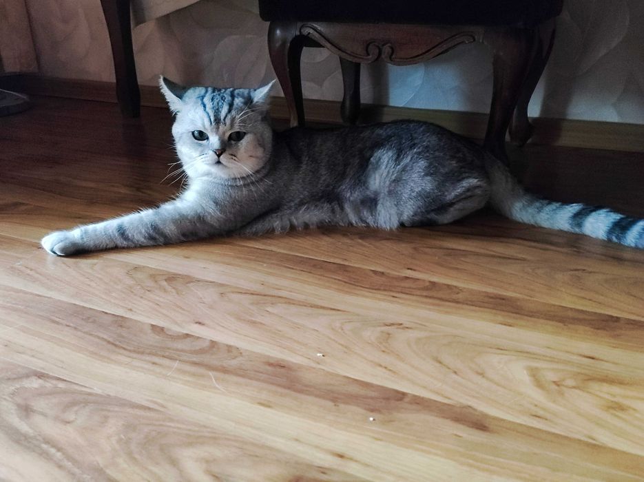 Британская шиншилла на вязку