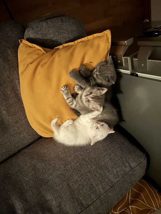 Pisoi British dr vanzare