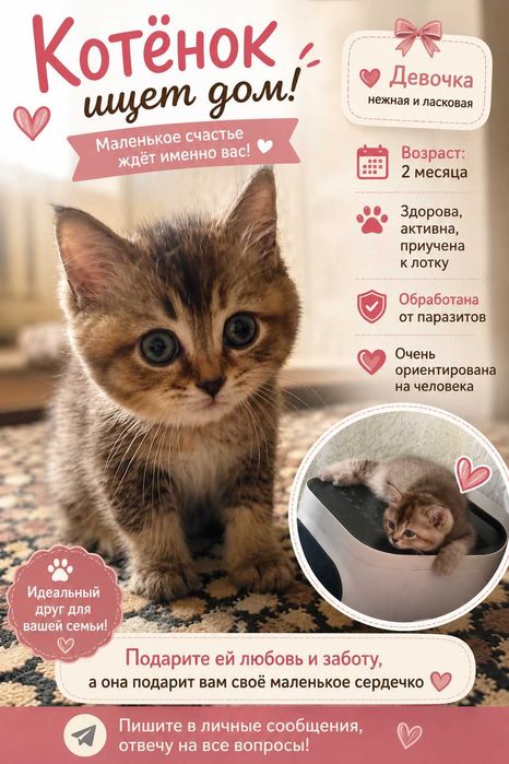 Продам чистокровного котёнка