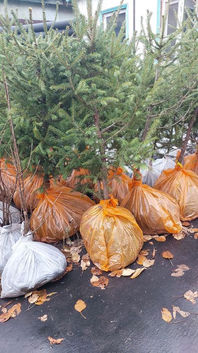 Продам саженцы сосна,ель,пихта,сирень
