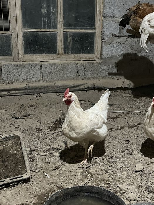 бағасы түспейді