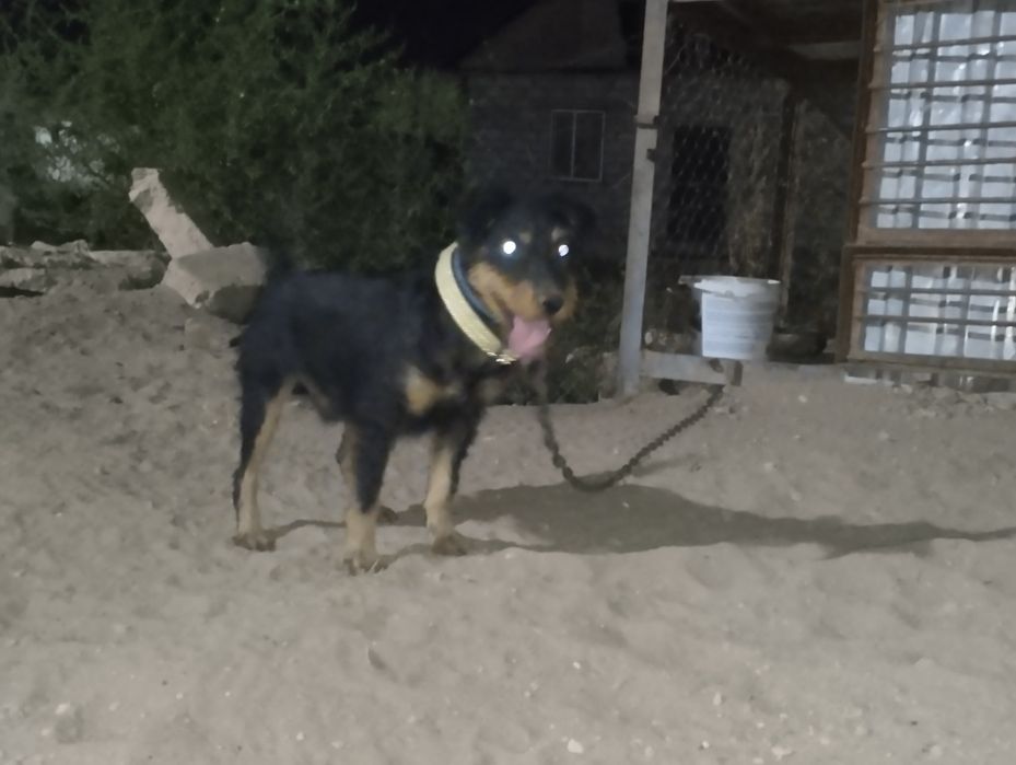 Як терьер 1 год кабель