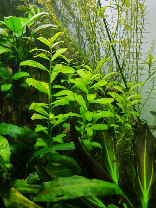 Растения за аквариум и скариди, охлюви хелена