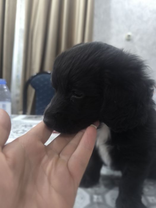 Щенок  в добрые руки