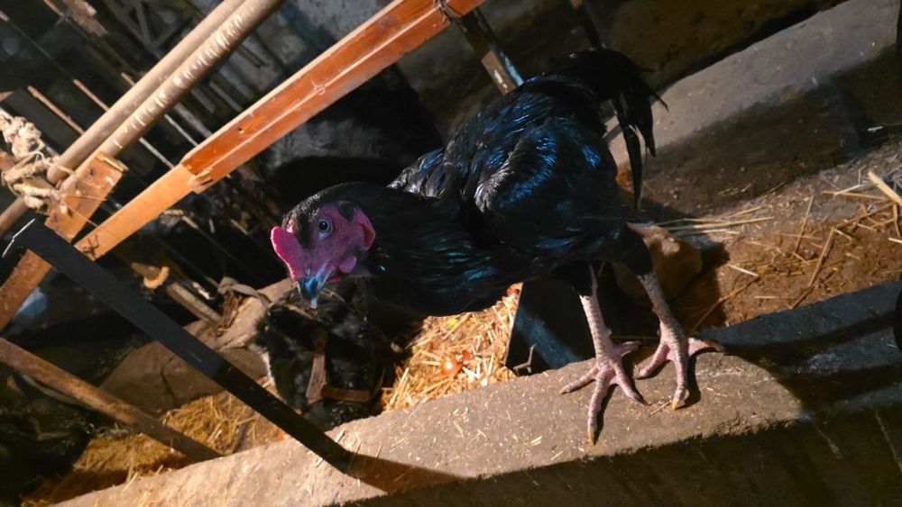 Joja Xoroz va tovuq sotiladi