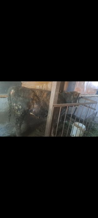 Продам бычка 9 месяцев