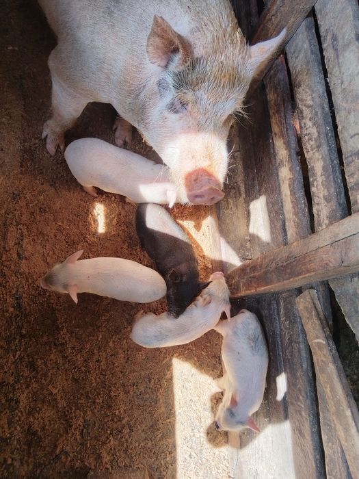 Свиньи вьетнамские