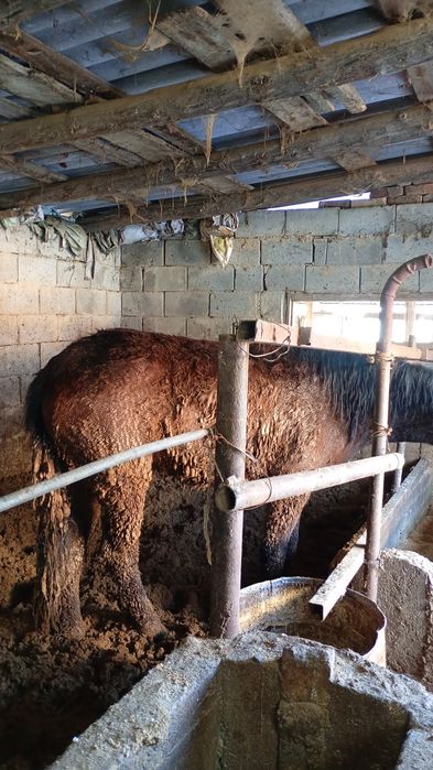 Жылқылар сатамын