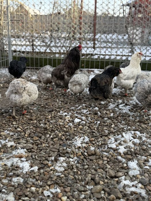Vând ouă de incubat araucana