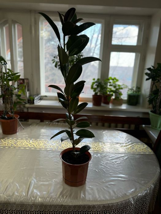 1)фикус Бенджамина   2)фикус каучуконосный