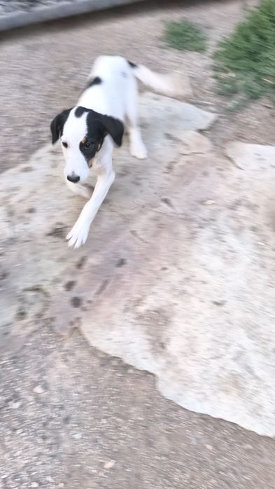 Девочка в добрые руки