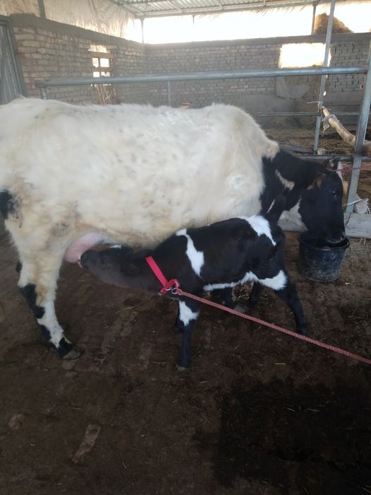 Она бола сотилади