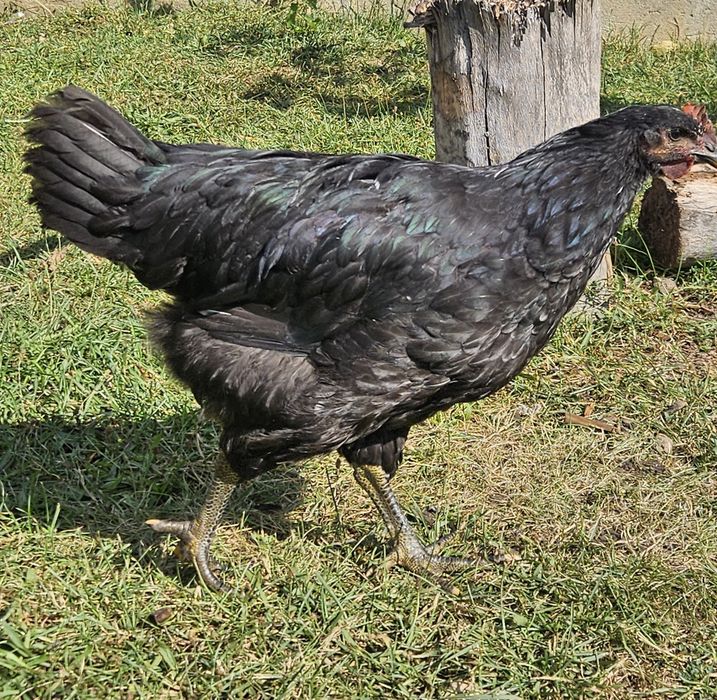 Cocosi de australorp - jersey