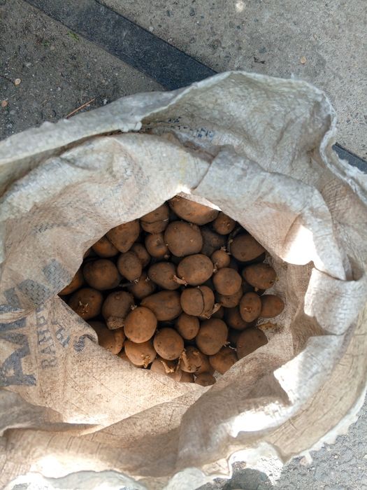 Продам семейная картошка