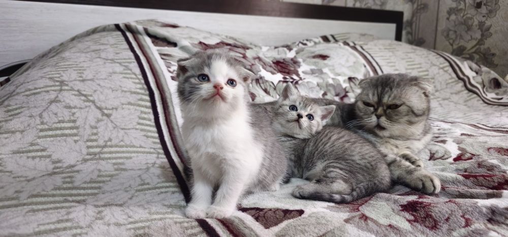 Котята Скоттиш фолд и Страйт