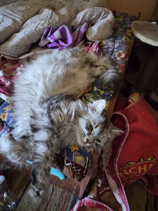 Отдаю кошек бесплатно