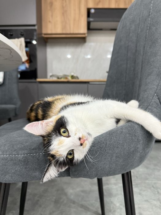 Отдам кошку в хорошие руки