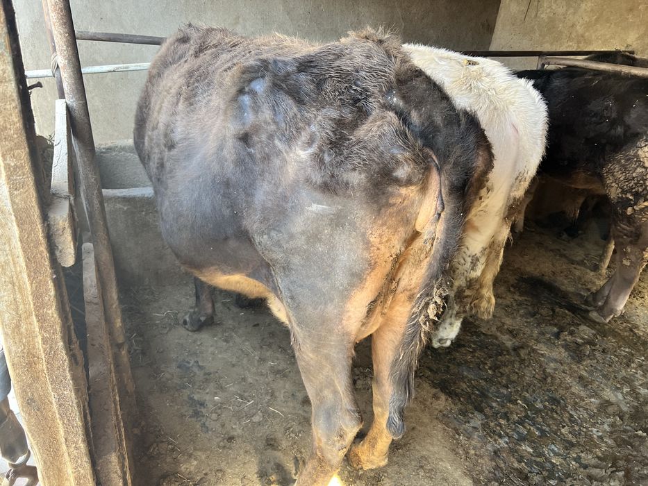 Продам корову четвертый отел