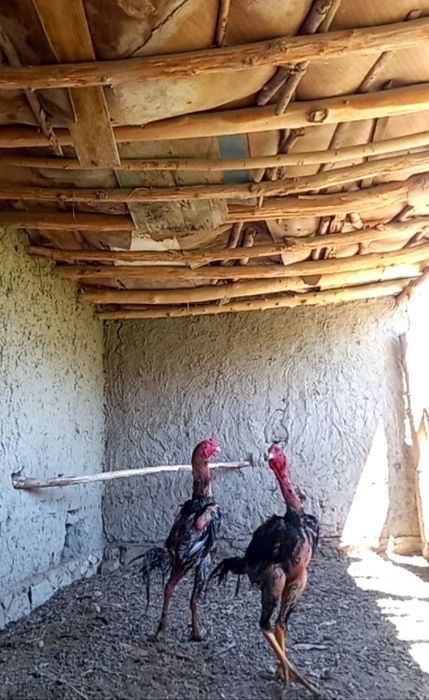 Zotli Kulangi Turk,Shamo,Koreys tuxumlari sotiladi