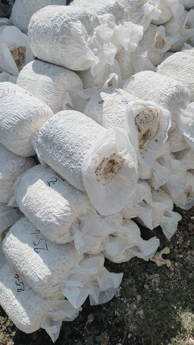 Грибные блоки отработанные в качестве перегноя удобрения