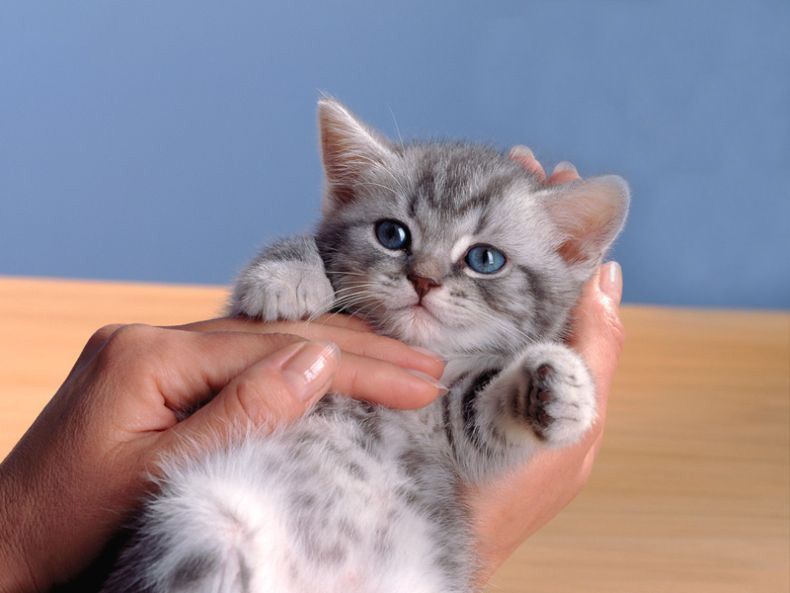 Скотиш страй   1,5 месяце..Самостоятельные.