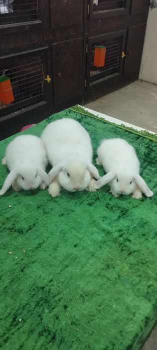 Кролики продажа  Узбекистан