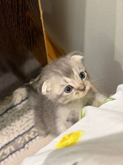 Британские котята