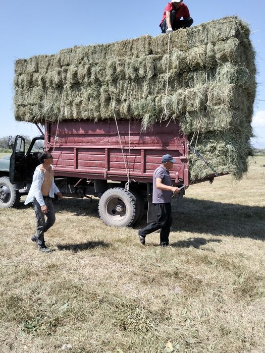 Табиги шөп 600 теңгеден. Адрес Шелекте