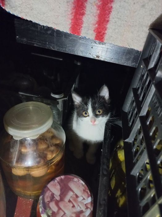 Отдам котят в добрые руки