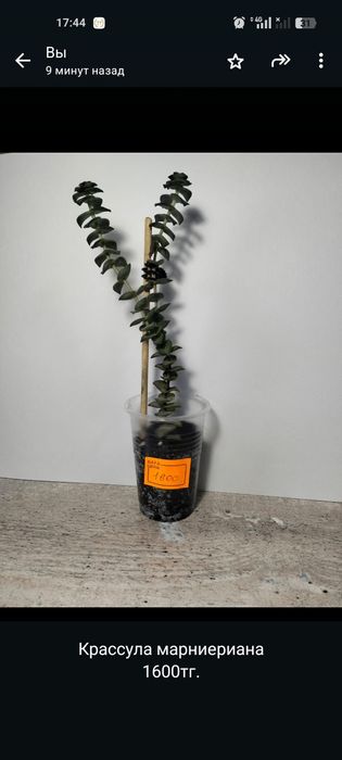 Продам комнатные цветы