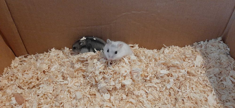 Pui de hamster pitic de vânzare