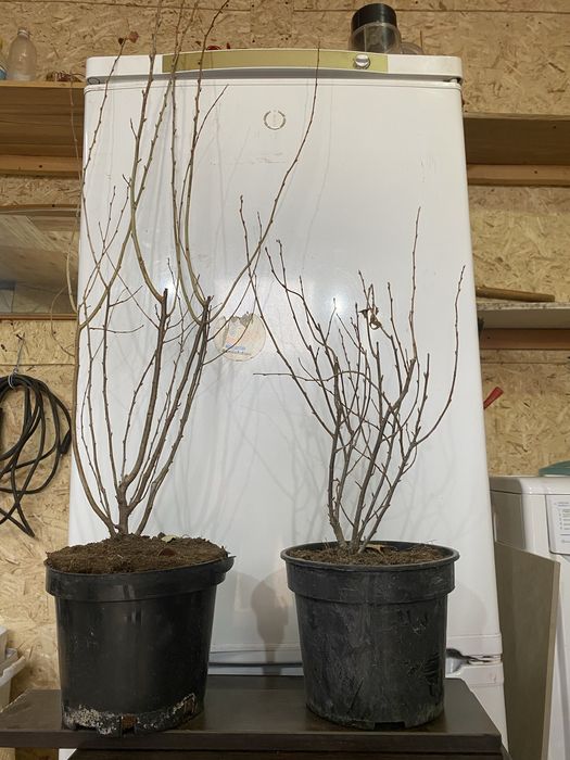 Продам Кизильник