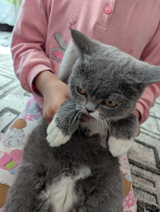 Кошка порода скотиш фолд