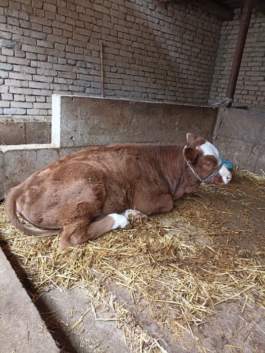 Сментал новвосча сотилади.СОТИЛДИ