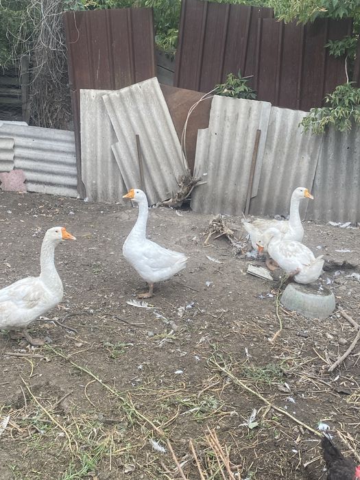 Продам курей гусей